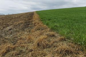 EINSATZ VON HERBIZIDEN