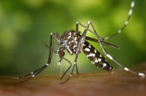 gesundheit_mücke_ansteckung_infektion_zika_tigermücke