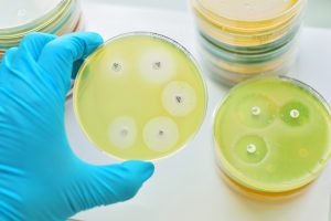 Antimicrobial susceptibility testing in petri dish