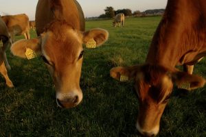 Landwirtschaft-Kühe auf Weide-2