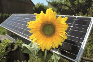 Energie.Sonnenblume-neben-Solardach
